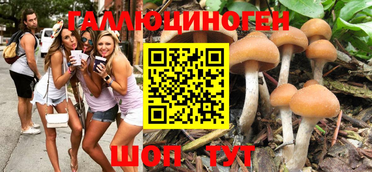 Галлюциногенные грибы Psilocybine cubensis Грязи
